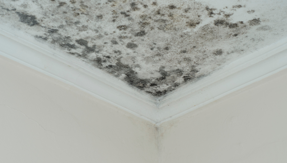 mold on ceiling