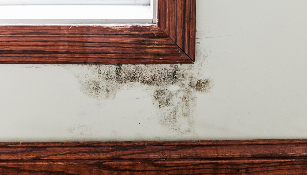 mold on wall with moulding